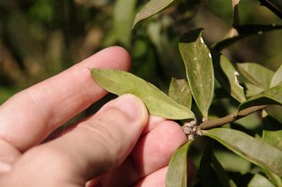 Bonellia macrocarpa, photographed by Eric Knight