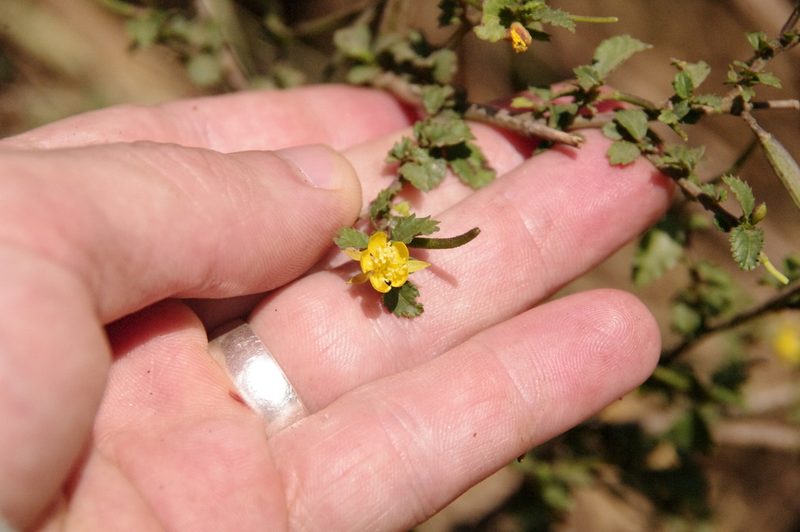 Corchorus siliquosus, photographed by Eric Knight