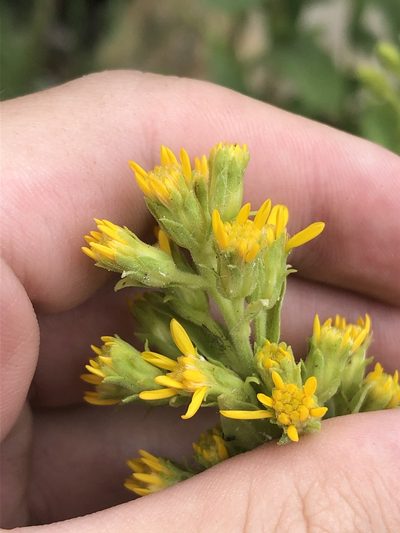 Solidago wrightii, photographed by Jared Shorma