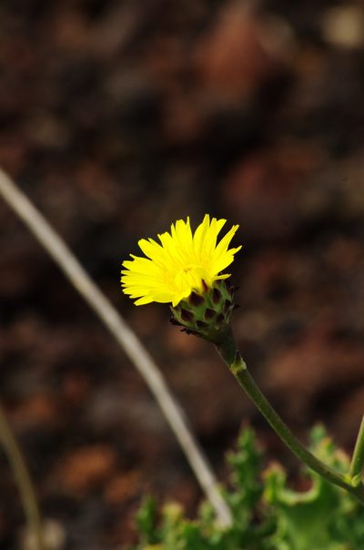 Reichardia ligulata, photographed by gwynmwilliams