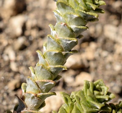 Nassauvia argentea, photographed by Nicolás Villaseca Merino