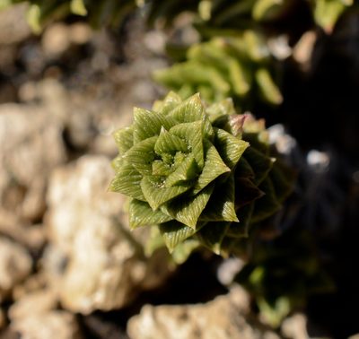 Nassauvia argentea, photographed by Nicolás Villaseca Merino