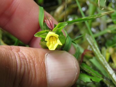 Erythranthe glabrata, photographed by Juan Carlos Caicedo Hernández