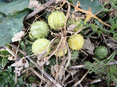 Cucumis myriocarpus, photographed by ARBA Tres Cantos