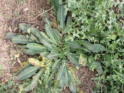 Rumex pulcher, photographed by ARBA Tres Cantos