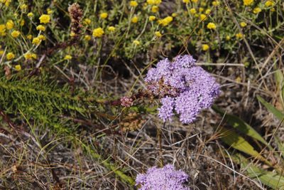 Pseudoselago spuria, photographed by Tony Rebelo