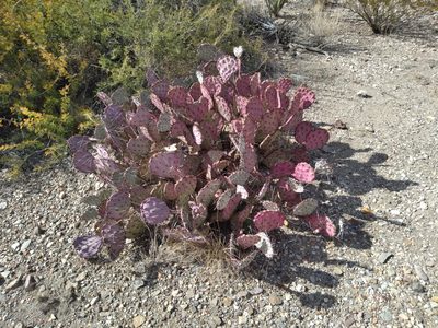 Opuntia azurea, photographed by elizard