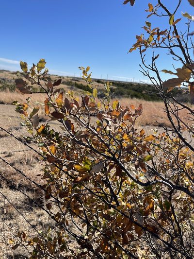 Quercus mohriana, photographed by CK2AZ