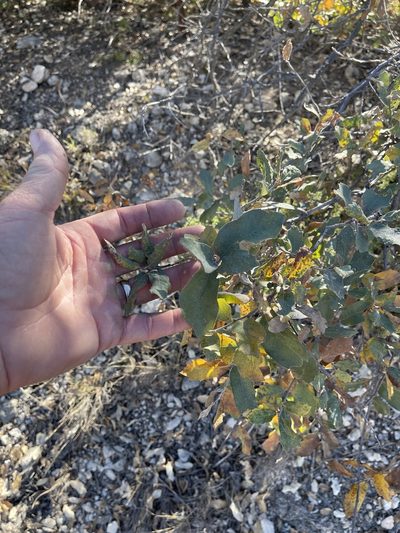 Quercus mohriana, photographed by CK2AZ