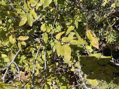 Celtis reticulata, photographed by CK2AZ