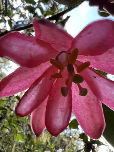 Passiflora lanata, photographed by Nicolás Baresch Uribe