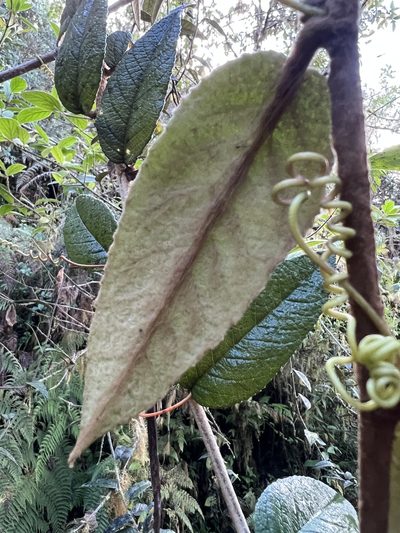 Passiflora lanata, photographed by Nicolás Baresch Uribe