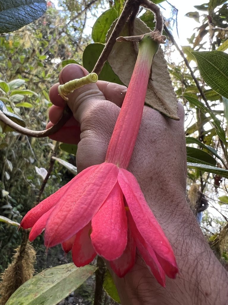 Passiflora lanata, photographed by Nicolás Baresch Uribe