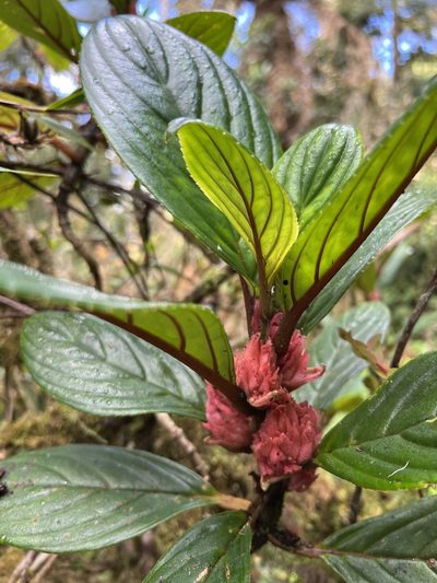 Glossoloma ichthyoderma, photographed by Nicolás Baresch Uribe
