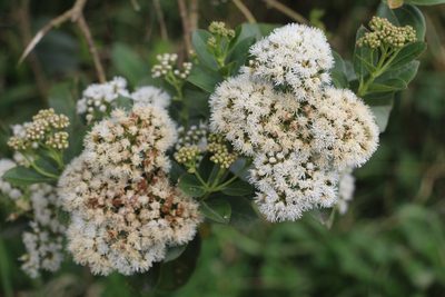 Ageratina tinifolia, photographed by Andrés Ramírez-Barrera