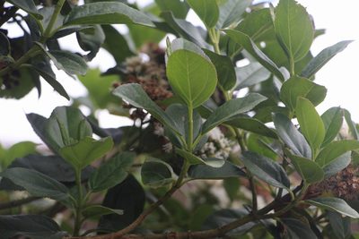 Ageratina tinifolia, photographed by Andrés Ramírez-Barrera