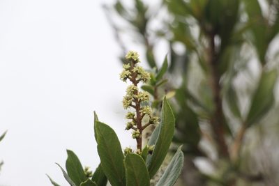 Oreopanax mutisianus, photographed by Andrés Ramírez-Barrera