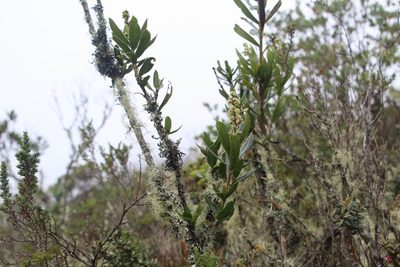 Oreopanax mutisianus, photographed by Andrés Ramírez-Barrera