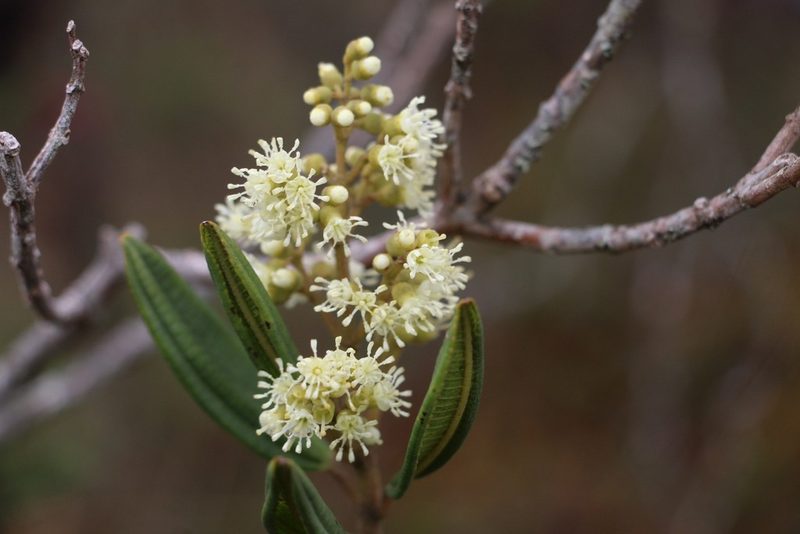 Miconia elaeoides, photographed by Andrés Ramírez-Barrera