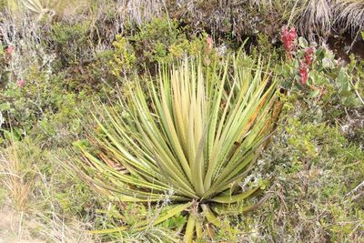 Puya goudotiana, photographed by Andrés Ramírez-Barrera