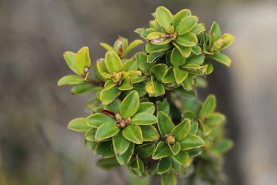 Myrsine dependens, photographed by Andrés Ramírez-Barrera