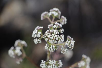 Valeriana pilosa, photographed by Andrés Ramírez-Barrera