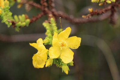Hypericum goyanesii, photographed by Andrés Ramírez-Barrera