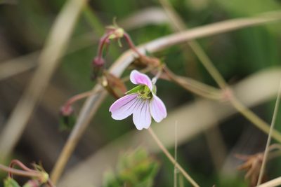 Geranium lainzii, photographed by Andrés Ramírez-Barrera