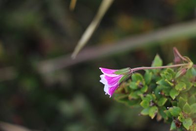 Geranium lainzii, photographed by Andrés Ramírez-Barrera