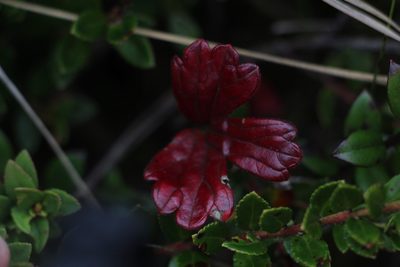 Geranium lainzii, photographed by Andrés Ramírez-Barrera