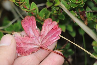 Geranium lainzii, photographed by Andrés Ramírez-Barrera