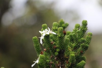 Aragoa abietina, photographed by Andrés Ramírez-Barrera