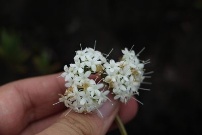 Valeriana triphylla, photographed by Andrés Ramírez-Barrera