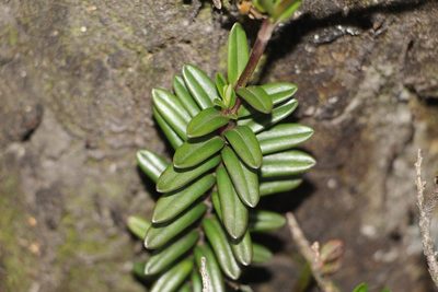 Valeriana triphylla, photographed by Andrés Ramírez-Barrera