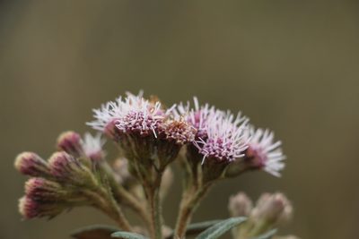 Ageratina gynoxoides, photographed by Andrés Ramírez-Barrera