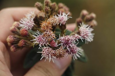 Ageratina gynoxoides, photographed by Andrés Ramírez-Barrera