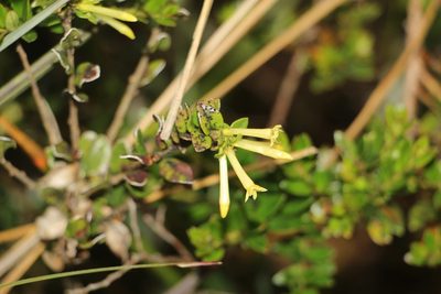 Cestrum buxifolium, photographed by Andrés Ramírez-Barrera