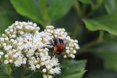 Ageratina tinifolia, photographed by Andrés Ramírez-Barrera