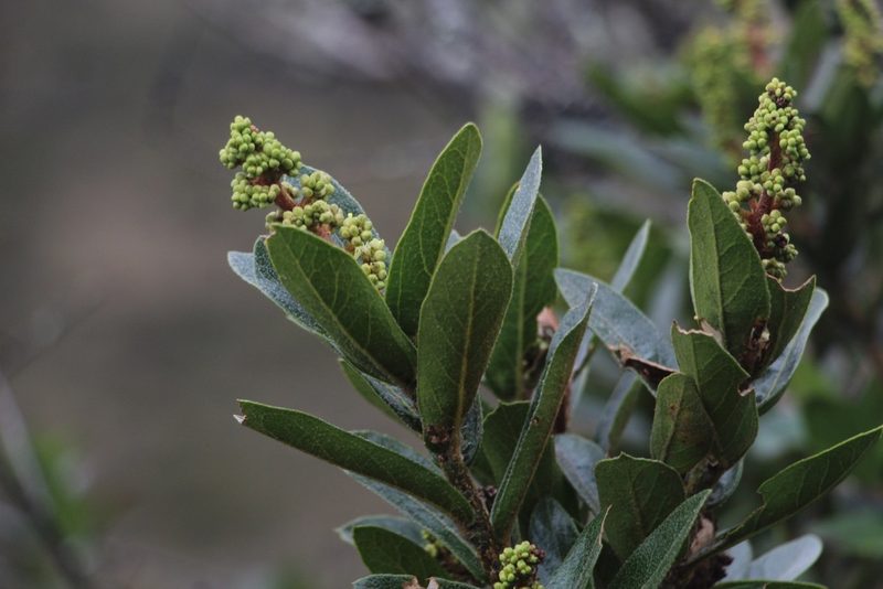 Oreopanax mutisianus, photographed by Andrés Ramírez-Barrera