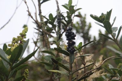Oreopanax mutisianus, photographed by Andrés Ramírez-Barrera