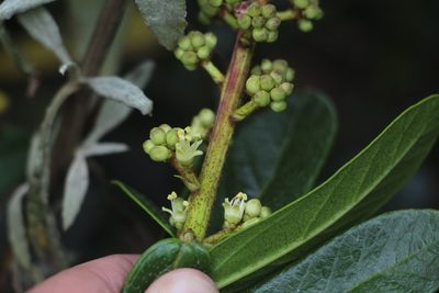Oreopanax mutisianus, photographed by Andrés Ramírez-Barrera
