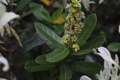 Oreopanax mutisianus, photographed by Andrés Ramírez-Barrera
