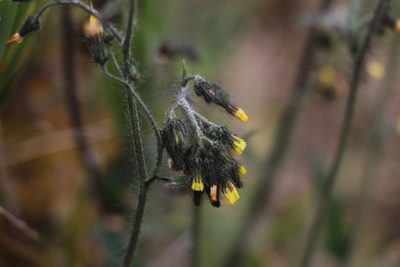 Hieracium avilae, photographed by Andrés Ramírez-Barrera