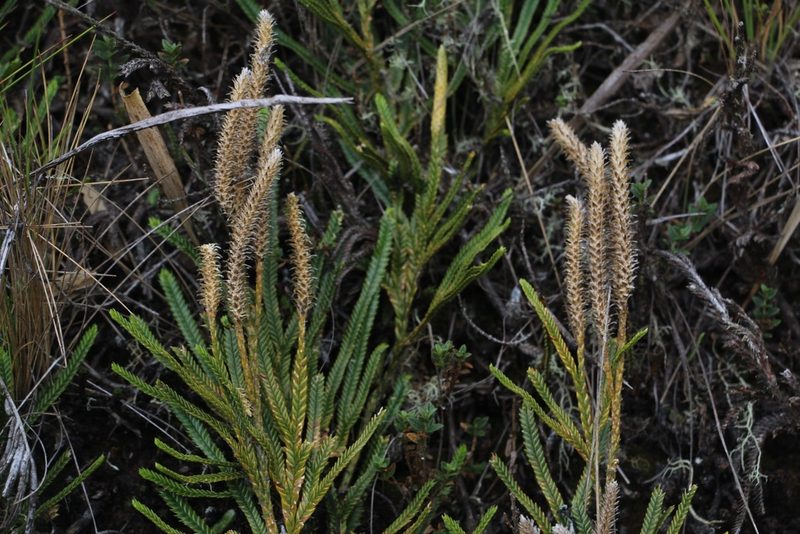 Diphasium jussiaei, photographed by Andrés Ramírez-Barrera