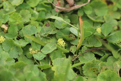 Hydrocotyle bonplandii, photographed by Andrés Ramírez-Barrera