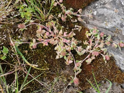 Trifolium striatum, photographed by Alice Shanks