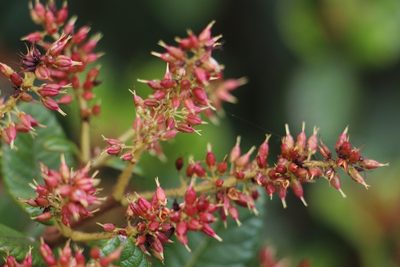 Weinmannia rollottii, photographed by Andrés Ramírez-Barrera