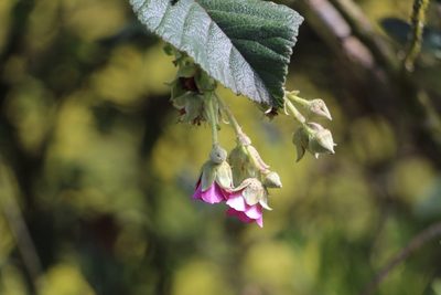 Rubus choachiensis, photographed by Andrés Ramírez-Barrera