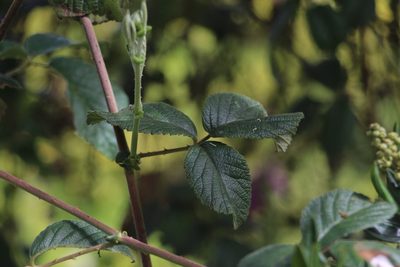 Rubus choachiensis, photographed by Andrés Ramírez-Barrera