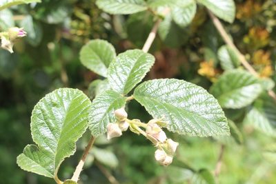 Rubus choachiensis, photographed by Andrés Ramírez-Barrera